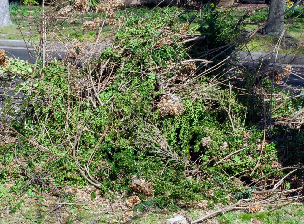 roll off dumpster rental for yard waste after pruning a tree in hampstead nc, surf city nc, and holly ridge nc